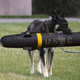 Image for article titled White House Aides Frantically Demand Major Biden Drop Hellfire Missile From Mouth